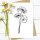 Klatschmohn 02