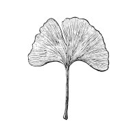 Ginkgoblatt