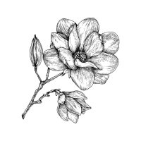Magnolie