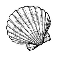 Muschel 01