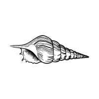 Muschel 02