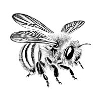 Biene filigran