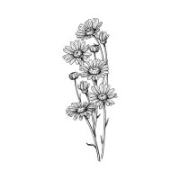 Gänseblumen