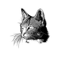 Katze 02