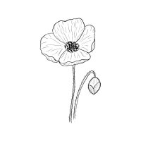 Mohnblume mit Stiel