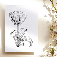Tulpe